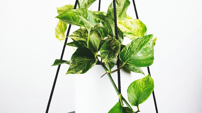 英超联赛比赛精彩瞬间，球员庆祝进球